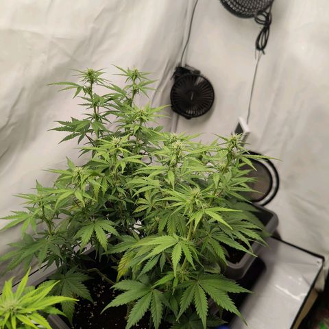 Mimi 1 growlog timeline photo