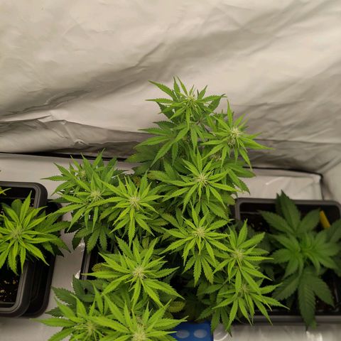 Mimi 1 growlog timeline photo
