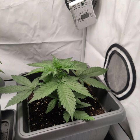 Mimi 2 growlog timeline photo
