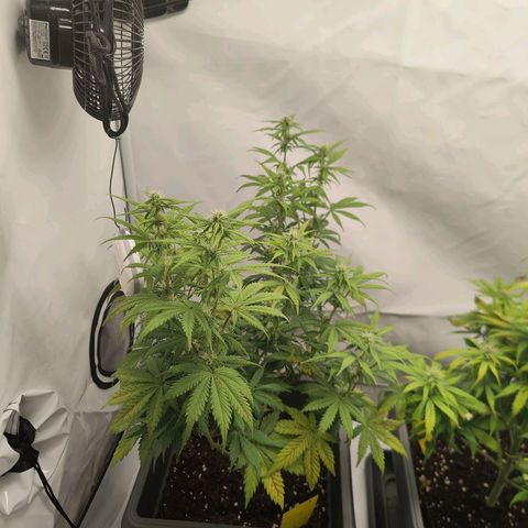 Mimi 1 growlog timeline photo