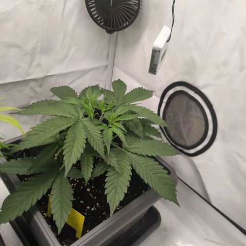 Mimi 2 growlog timeline photo