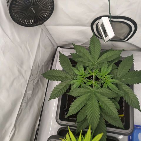 Mimi 2 growlog timeline photo