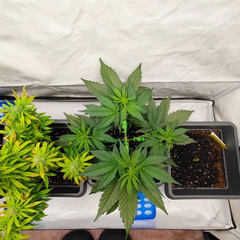 Mimi 2 growlog timeline photo