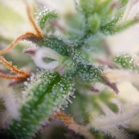 Mimi 1 growlog timeline photo