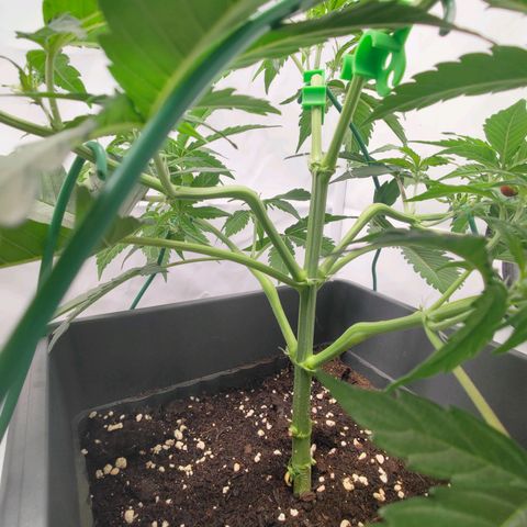 Mimi 2 growlog timeline photo