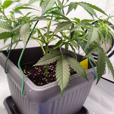 Mimi 2 growlog timeline photo