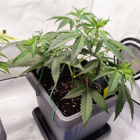 Mimi 2 growlog timeline photo