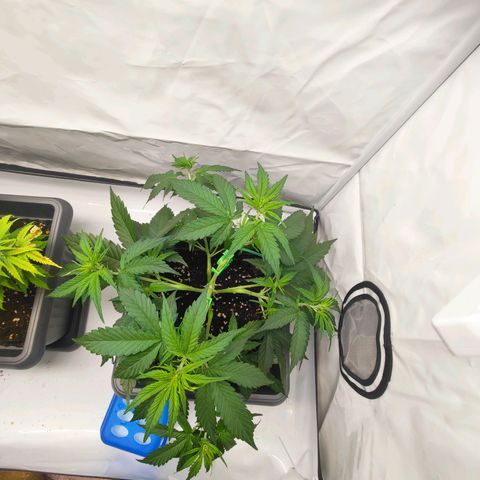 Mimi 2 growlog timeline photo