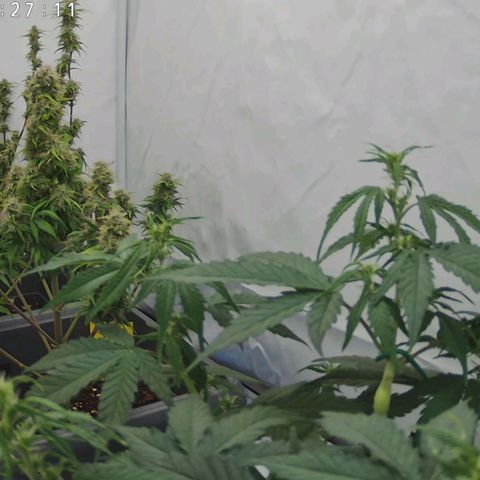 Mimi 1 growlog timeline photo