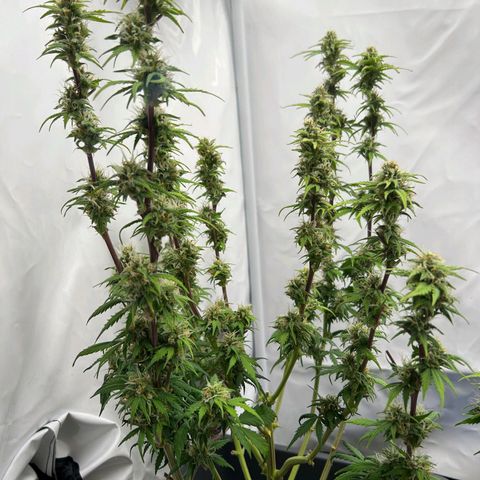 Mimi 1 growlog timeline photo