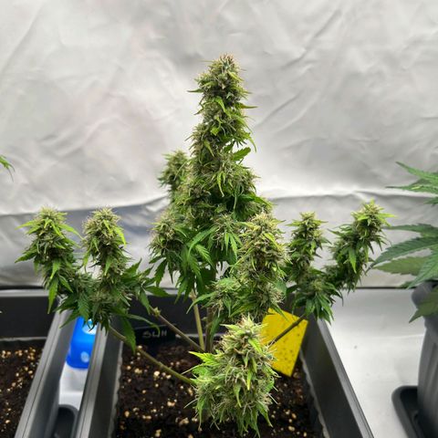 Mimi 1 growlog timeline photo