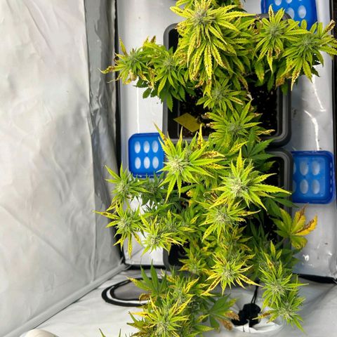 Mimi 1 growlog timeline photo