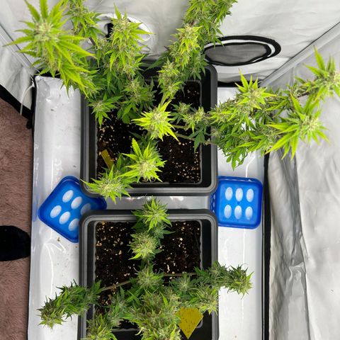 Mimi 1 growlog timeline photo