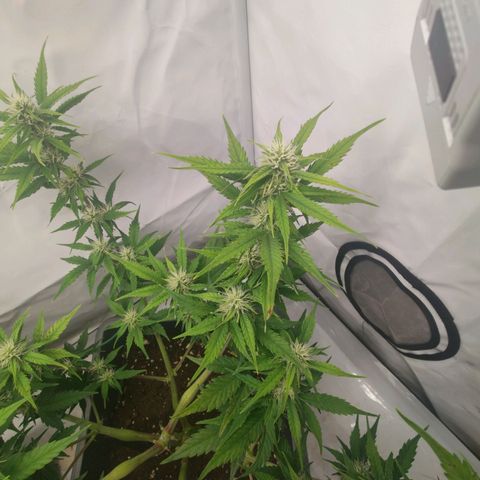 Mimi 2 growlog timeline photo