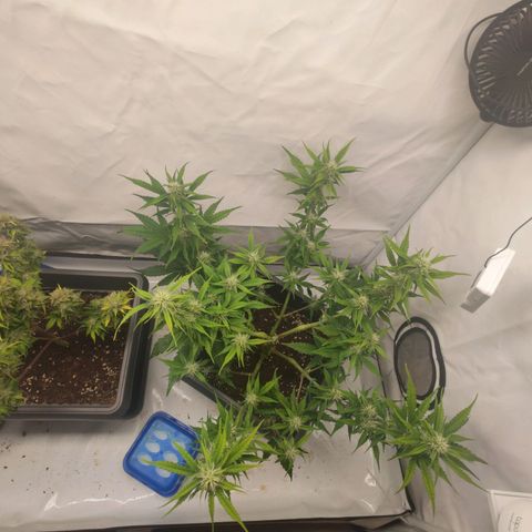 Mimi 2 growlog timeline photo