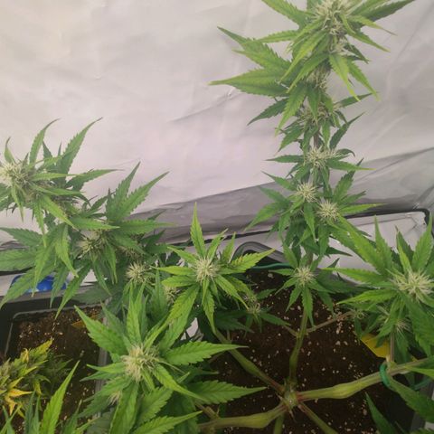 Mimi 2 growlog timeline photo