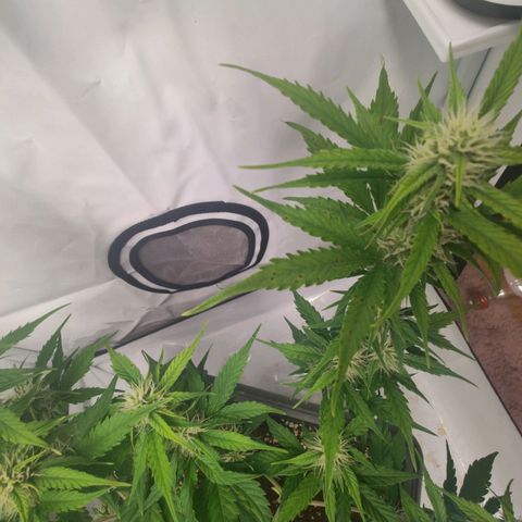 Mimi 2 growlog timeline photo