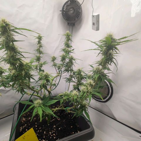 Mimi 2 growlog timeline photo