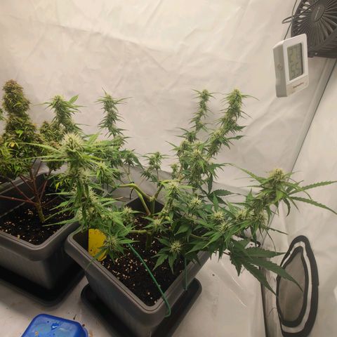 Mimi 2 growlog timeline photo
