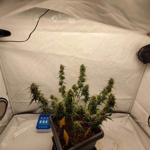 Mimi 2 growlog timeline photo