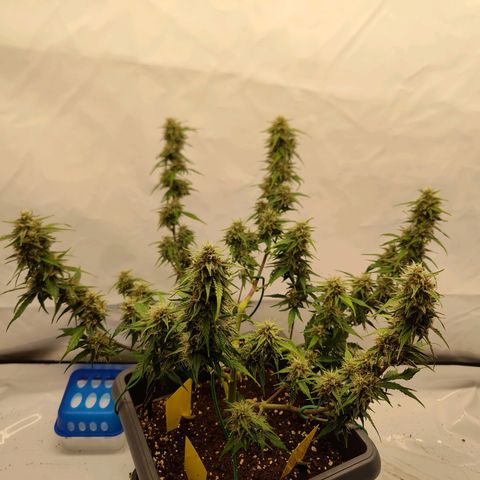 Mimi 2 growlog timeline photo