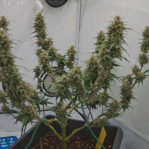 Mimi 2 growlog timeline photo