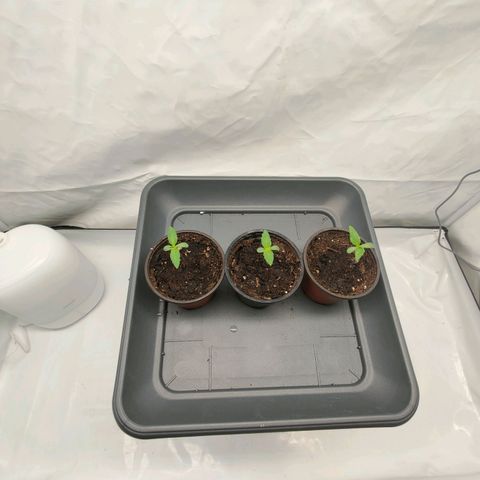Chilled Cherry 🧊🍒 Zamnesia x Growers Choice growlog timeline photo