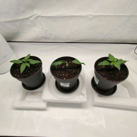 Chilled Cherry 🧊🍒 Zamnesia x Growers Choice growlog photo: Der verkümmerte Blattspinat wurde auch umgetopft, er wächst weiter nur die nachkommenden Blätter scheinen schlaff. Ein bisschen Zeit gebe ich ihr noch.