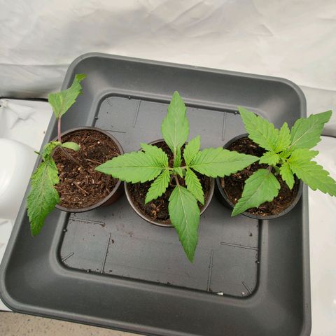 Chilled Cherry 🧊🍒 Zamnesia x Growers Choice growlog photo: Der verkümmerte Blattspinat wurde auch umgetopft, er wächst weiter nur die nachkommenden Blätter scheinen schlaff. Ein bisschen Zeit gebe ich ihr noch.