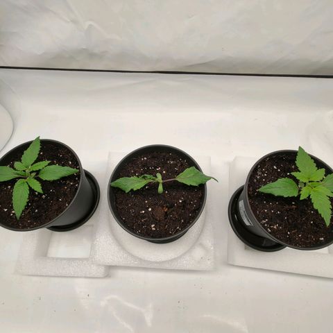 Chilled Cherry 🧊🍒 Zamnesia x Growers Choice growlog photo: Der verkümmerte Blattspinat wurde auch umgetopft, er wächst weiter nur die nachkommenden Blätter scheinen schlaff. Ein bisschen Zeit gebe ich ihr noch.