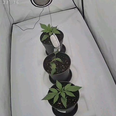 Chilled Cherry 🧊🍒 Zamnesia x Growers Choice growlog timeline photo
