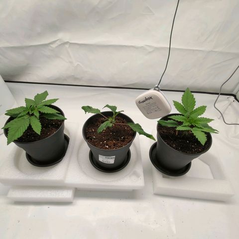 Chilled Cherry 🧊🍒 Zamnesia x Growers Choice growlog timeline photo