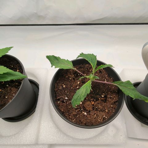 Chilled Cherry 🧊🍒 Zamnesia x Growers Choice growlog timeline photo