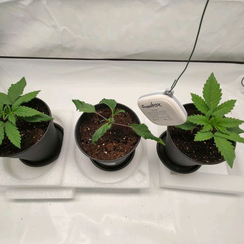 Chilled Cherry 🧊🍒 Zamnesia x Growers Choice growlog timeline photo
