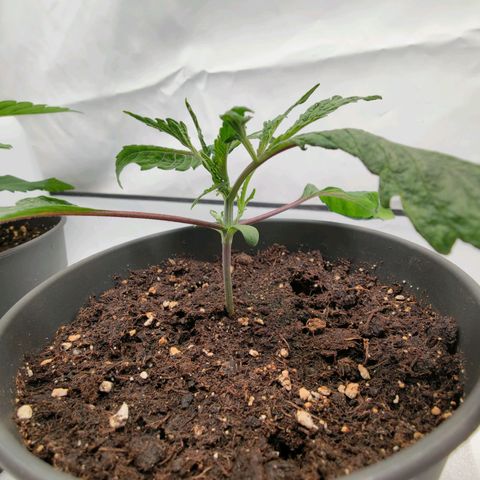 Chilled Cherry 🧊🍒 Zamnesia x Growers Choice growlog timeline photo