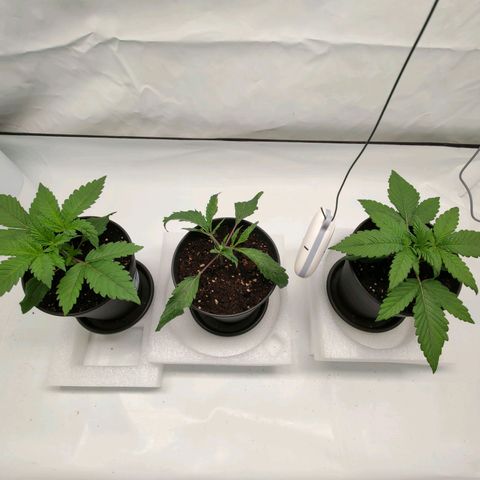 Chilled Cherry 🧊🍒 Zamnesia x Growers Choice growlog timeline photo