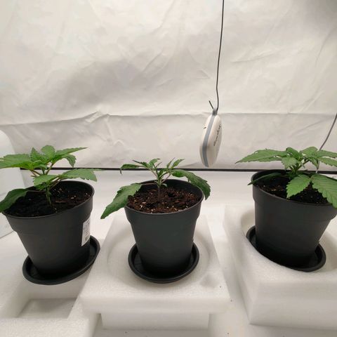 Chilled Cherry 🧊🍒 Zamnesia x Growers Choice growlog timeline photo