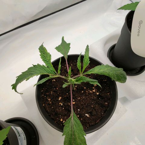 Chilled Cherry 🧊🍒 Zamnesia x Growers Choice growlog timeline photo