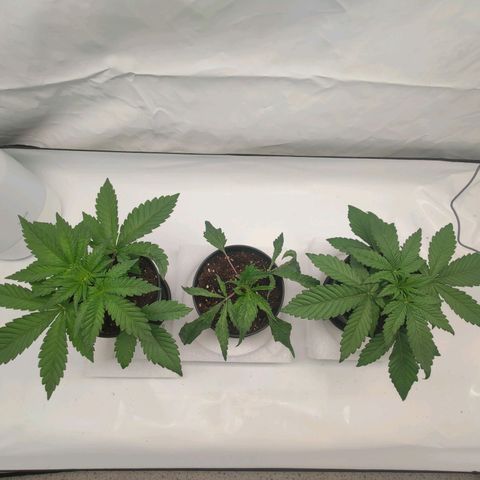 Chilled Cherry 🧊🍒 Zamnesia x Growers Choice growlog timeline photo