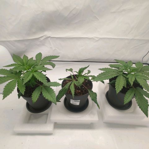 Chilled Cherry 🧊🍒 Zamnesia x Growers Choice growlog timeline photo