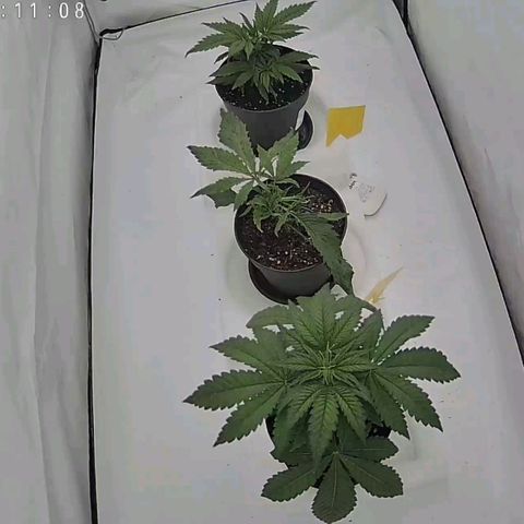 Chilled Cherry 🧊🍒 Zamnesia x Growers Choice growlog timeline photo
