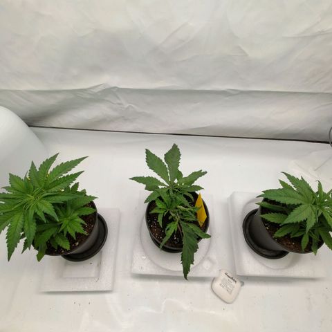 Chilled Cherry 🧊🍒 Zamnesia x Growers Choice growlog timeline photo