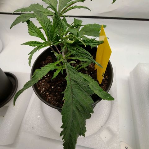 Chilled Cherry 🧊🍒 Zamnesia x Growers Choice growlog timeline photo