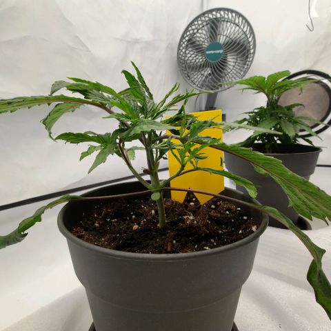 Chilled Cherry 🧊🍒 Zamnesia x Growers Choice growlog timeline photo