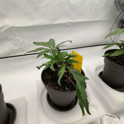 Chilled Cherry 🧊🍒 Zamnesia x Growers Choice growlog timeline photo