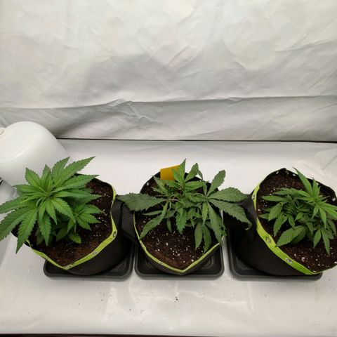 Chilled Cherry 🧊🍒 Zamnesia x Growers Choice growlog timeline photo