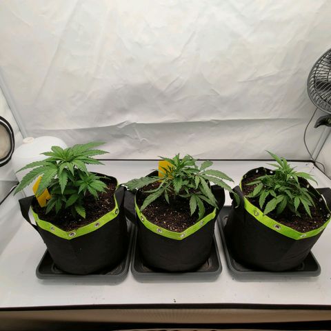 Chilled Cherry 🧊🍒 Zamnesia x Growers Choice growlog timeline photo