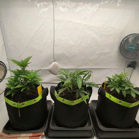Chilled Cherry 🧊🍒 Zamnesia x Growers Choice growlog timeline photo