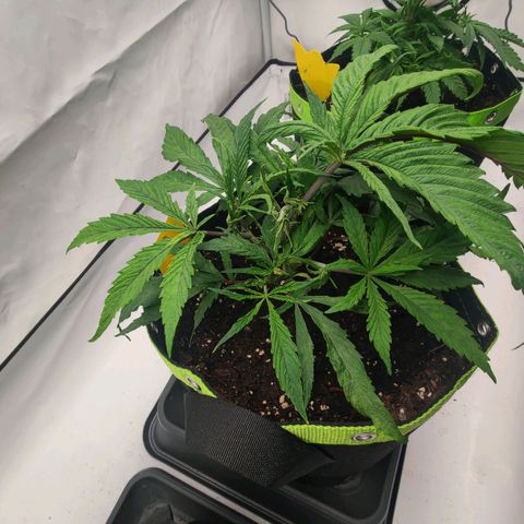 Chilled Cherry 🧊🍒 Zamnesia x Growers Choice growlog timeline photo