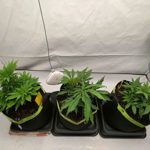 Chilled Cherry 🧊🍒 Zamnesia x Growers Choice growlog timeline photo